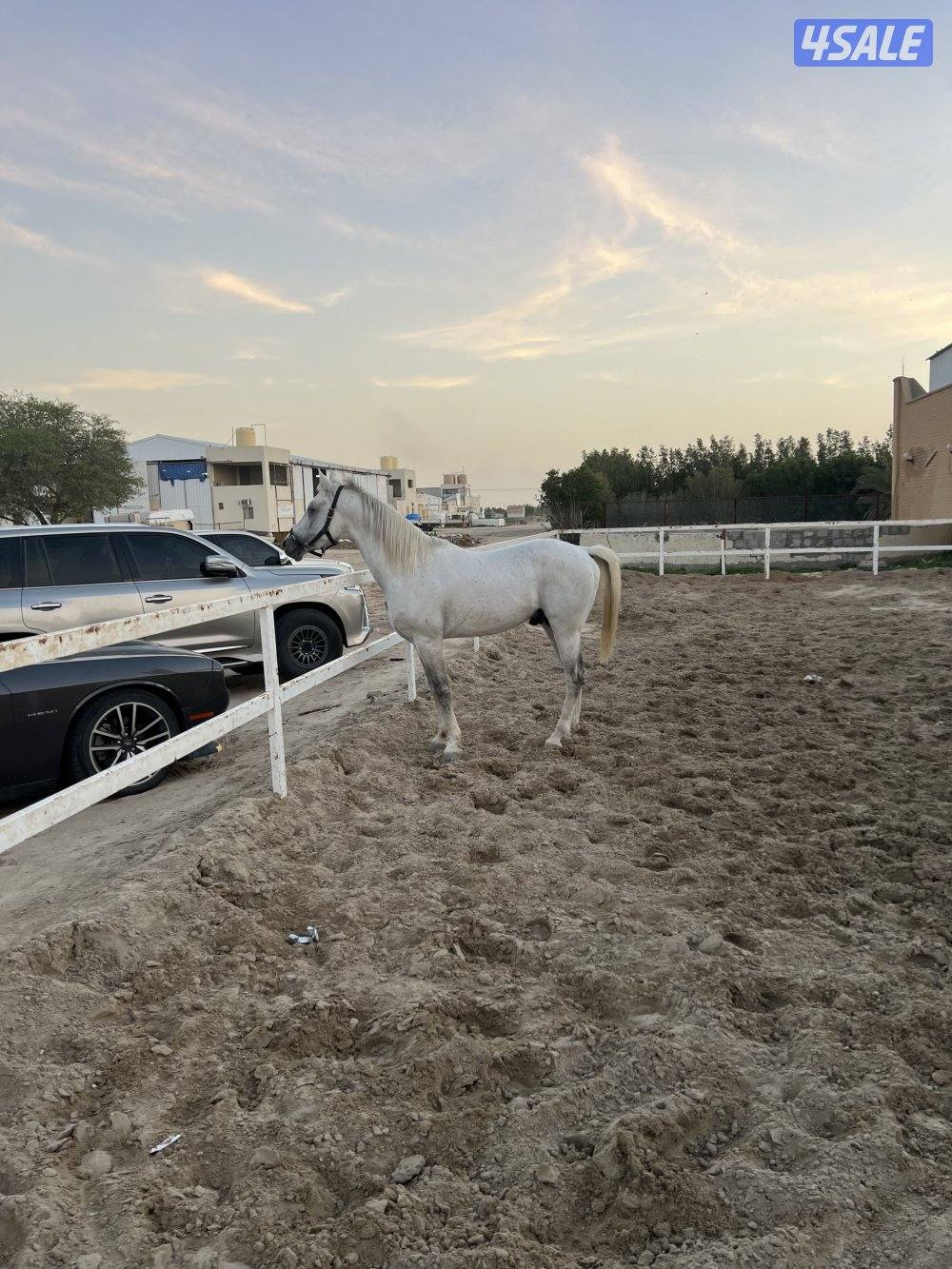 للبيع حصان3