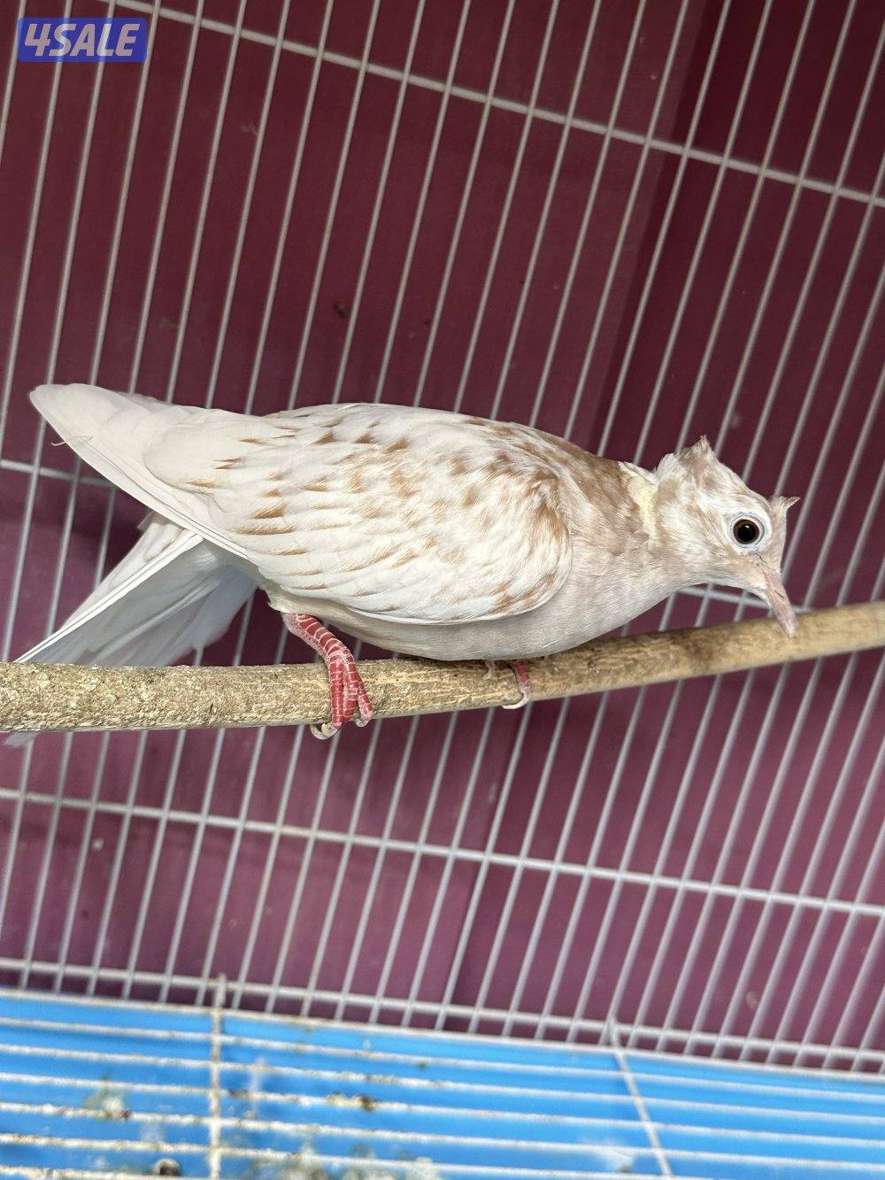 للبيع ياكريم أزواج  وفي مجاميع للمحميات0