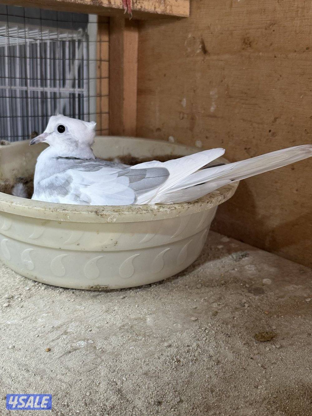 للبيع ياكريم أزواج  وفي مجاميع للمحميات1