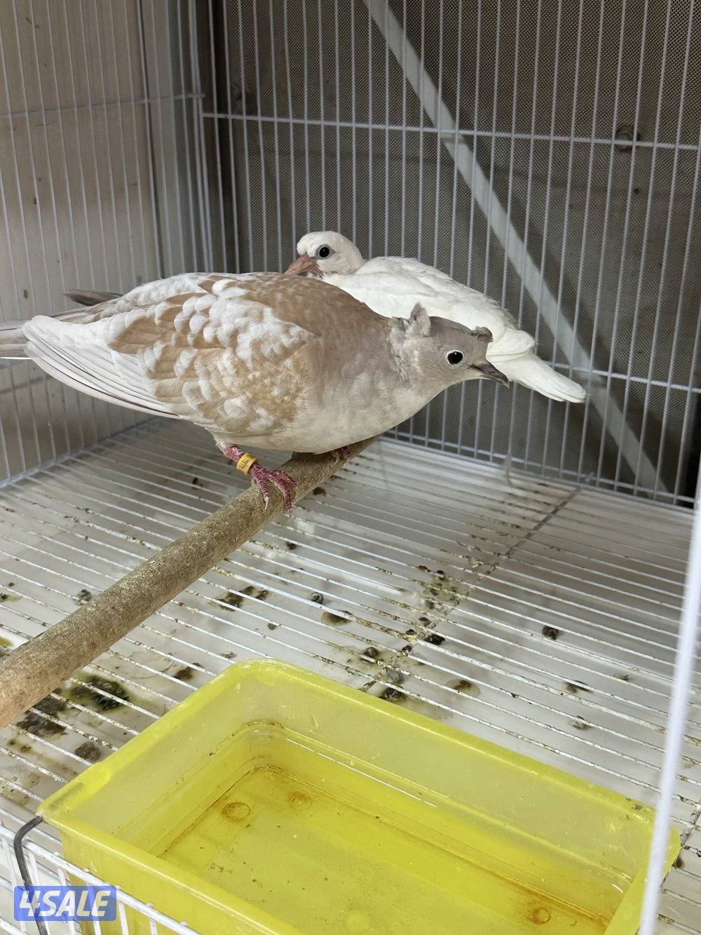 للبيع ياكريم أزواج  وفي مجاميع للمحميات3