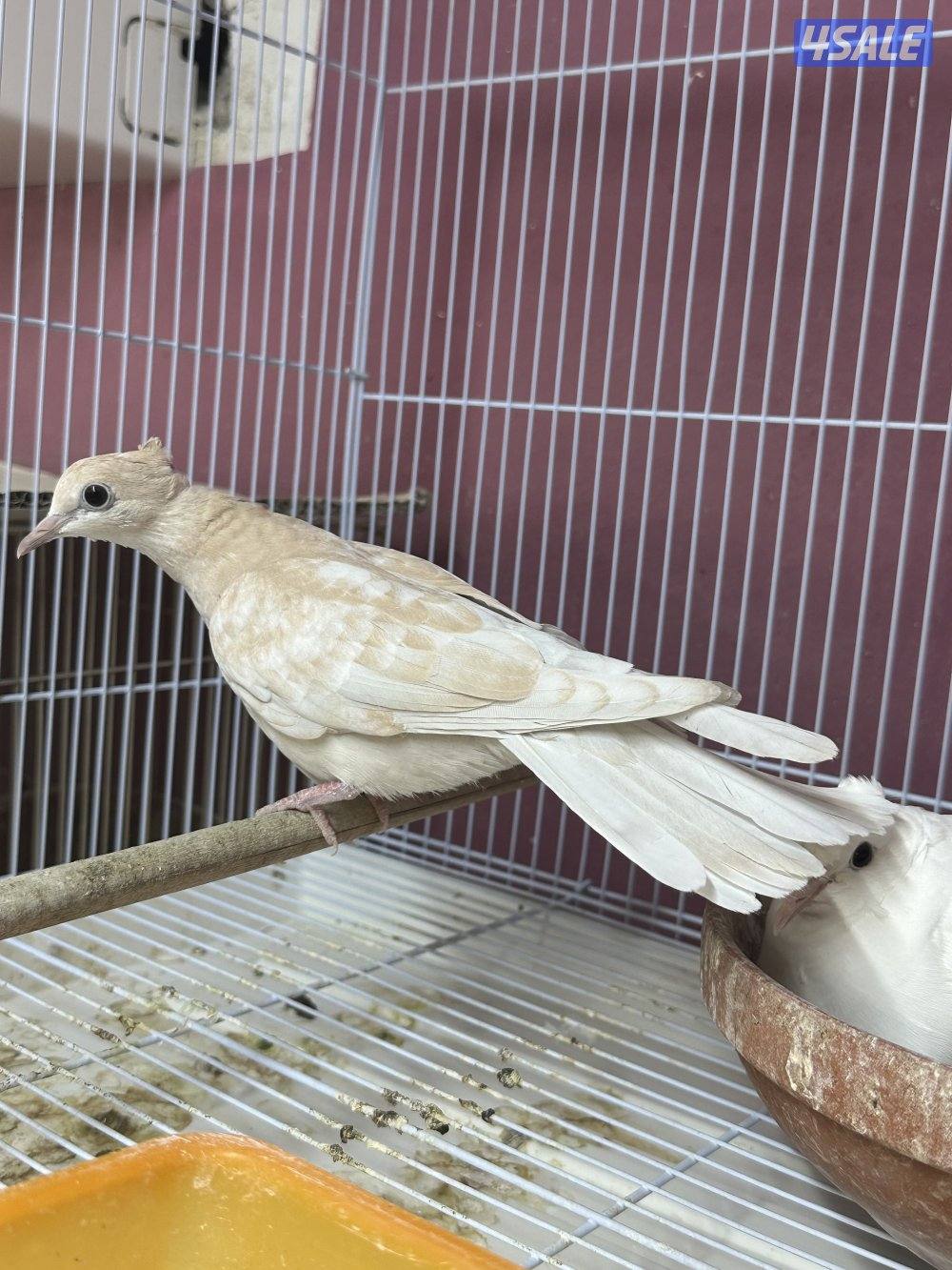 للبيع ياكريم أزواج  وفي مجاميع للمحميات5