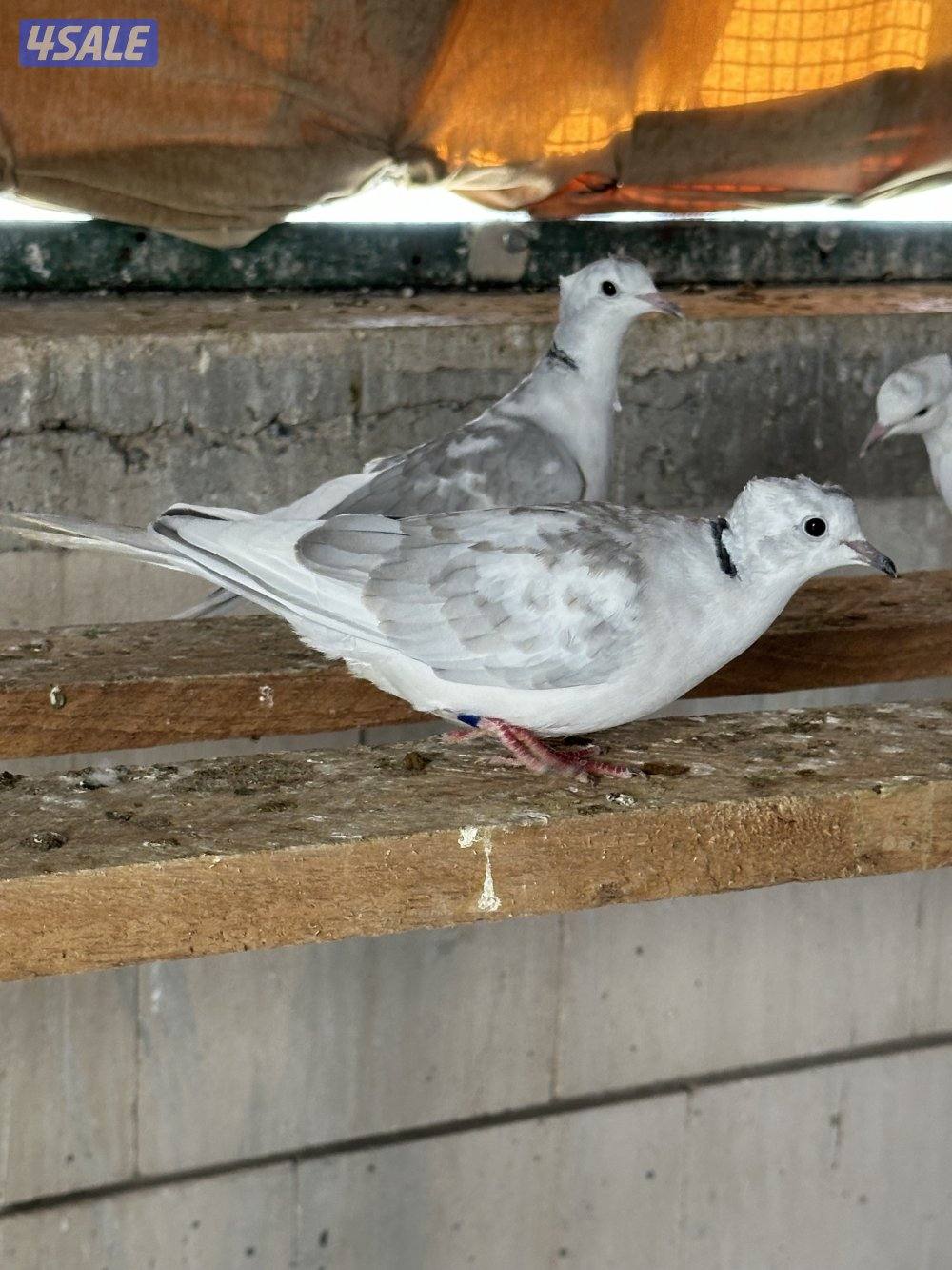 للبيع ياكريم أزواج  وفي مجاميع للمحميات6