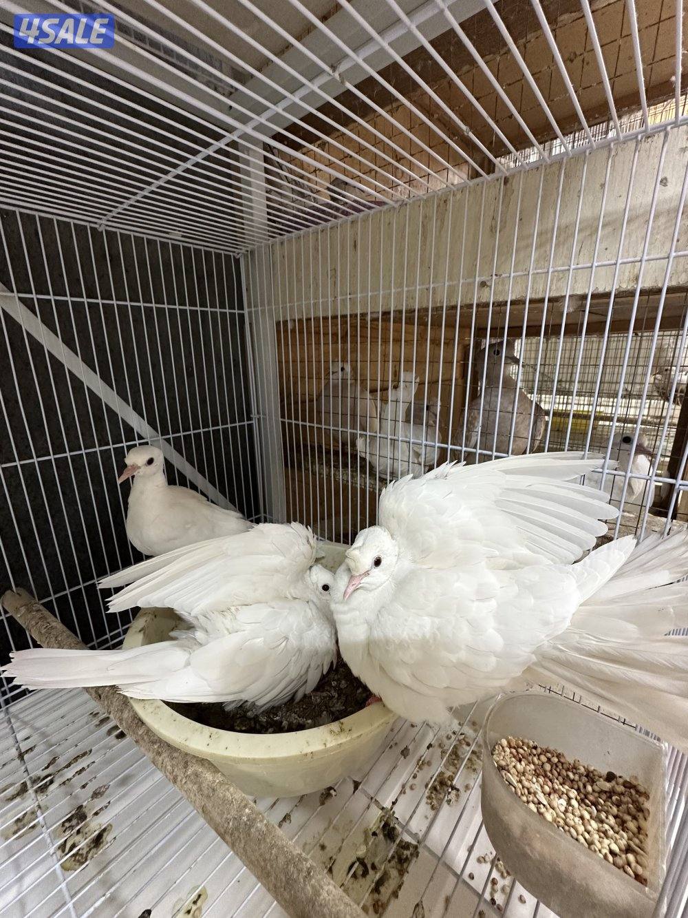 للبيع ياكريم أزواج  وفي مجاميع للمحميات7