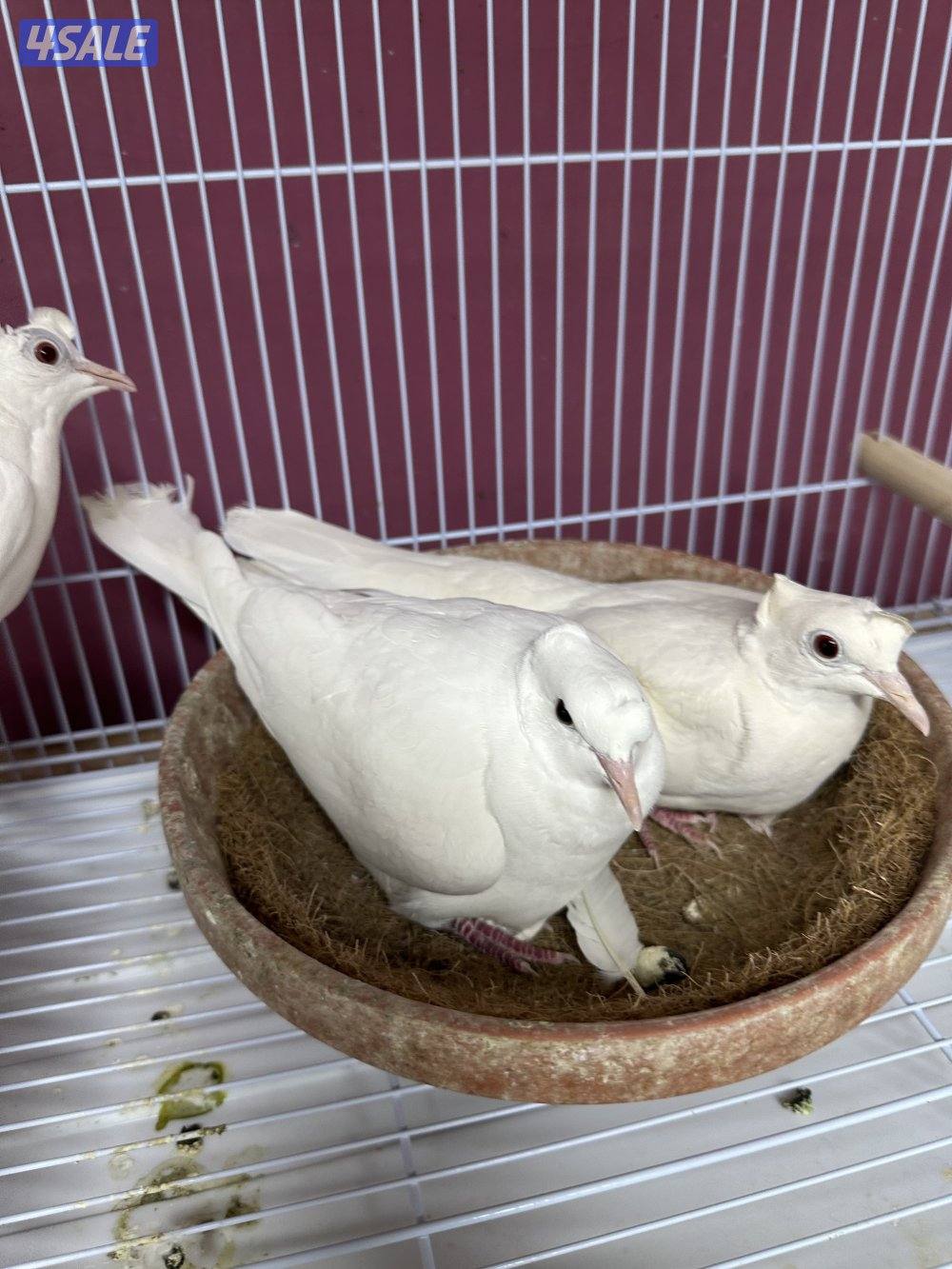 للبيع ياكريم أزواج  وفي مجاميع للمحميات8