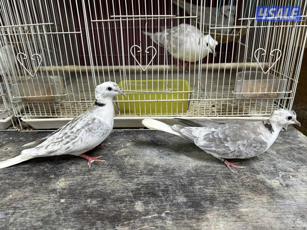 للبيع ياكريم أزواج  وفي مجاميع للمحميات10