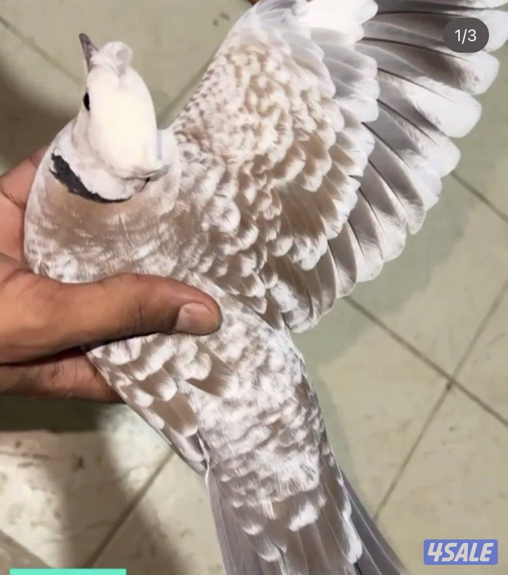 للبيع ياكريم أزواج  وفي مجاميع للمحميات11