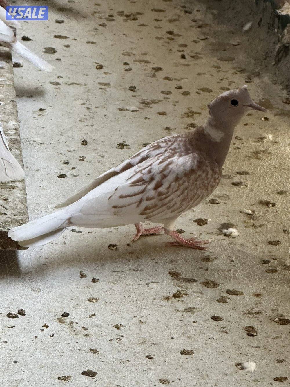 للبيع ياكريم أزواج  وفي مجاميع للمحميات12