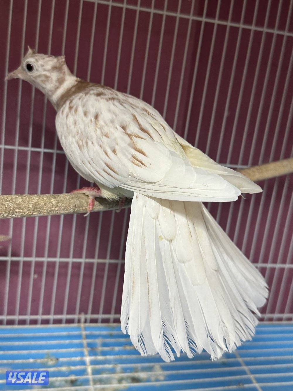 للبيع ياكريم أزواج  وفي مجاميع للمحميات13