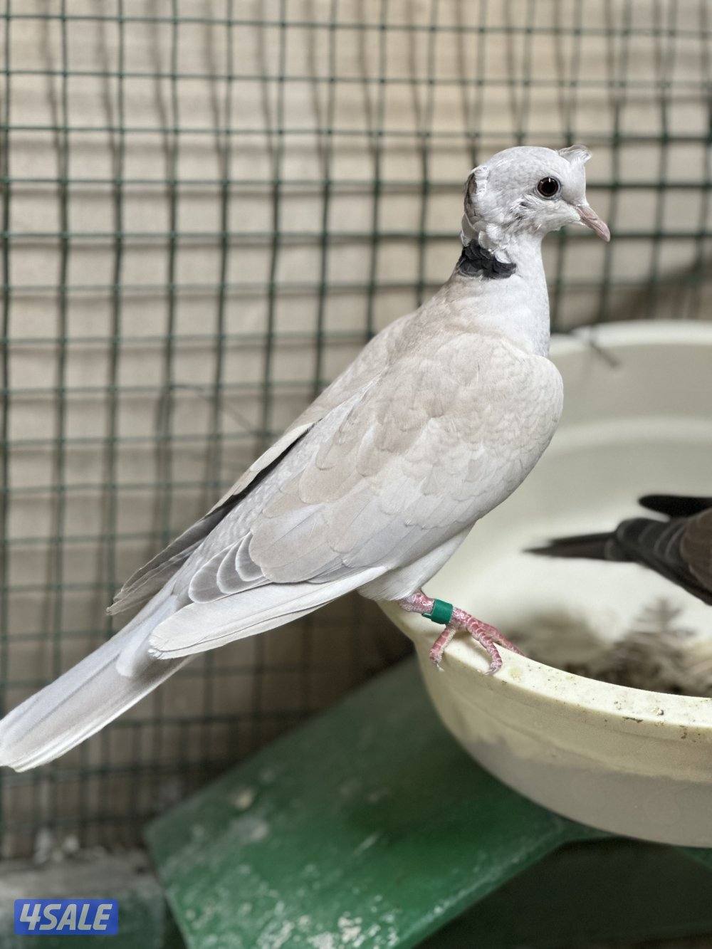 للبيع ياكريم أزواج  وفي مجاميع للمحميات14