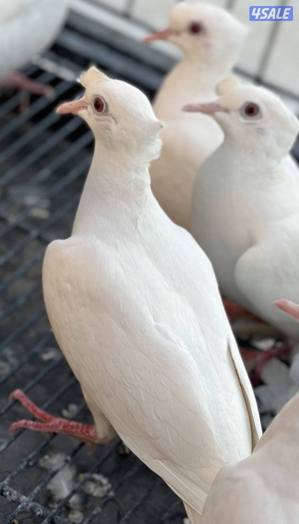 للبيع ياكريم أزواج  وفي مجاميع للمحميات15