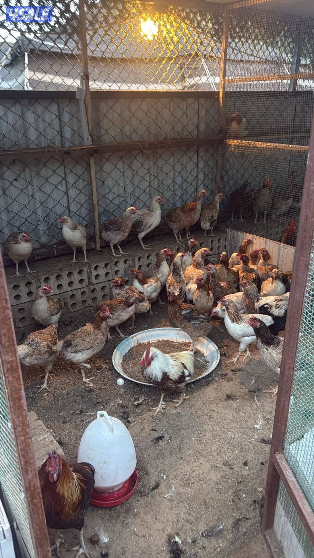 للبيع  دجاج0