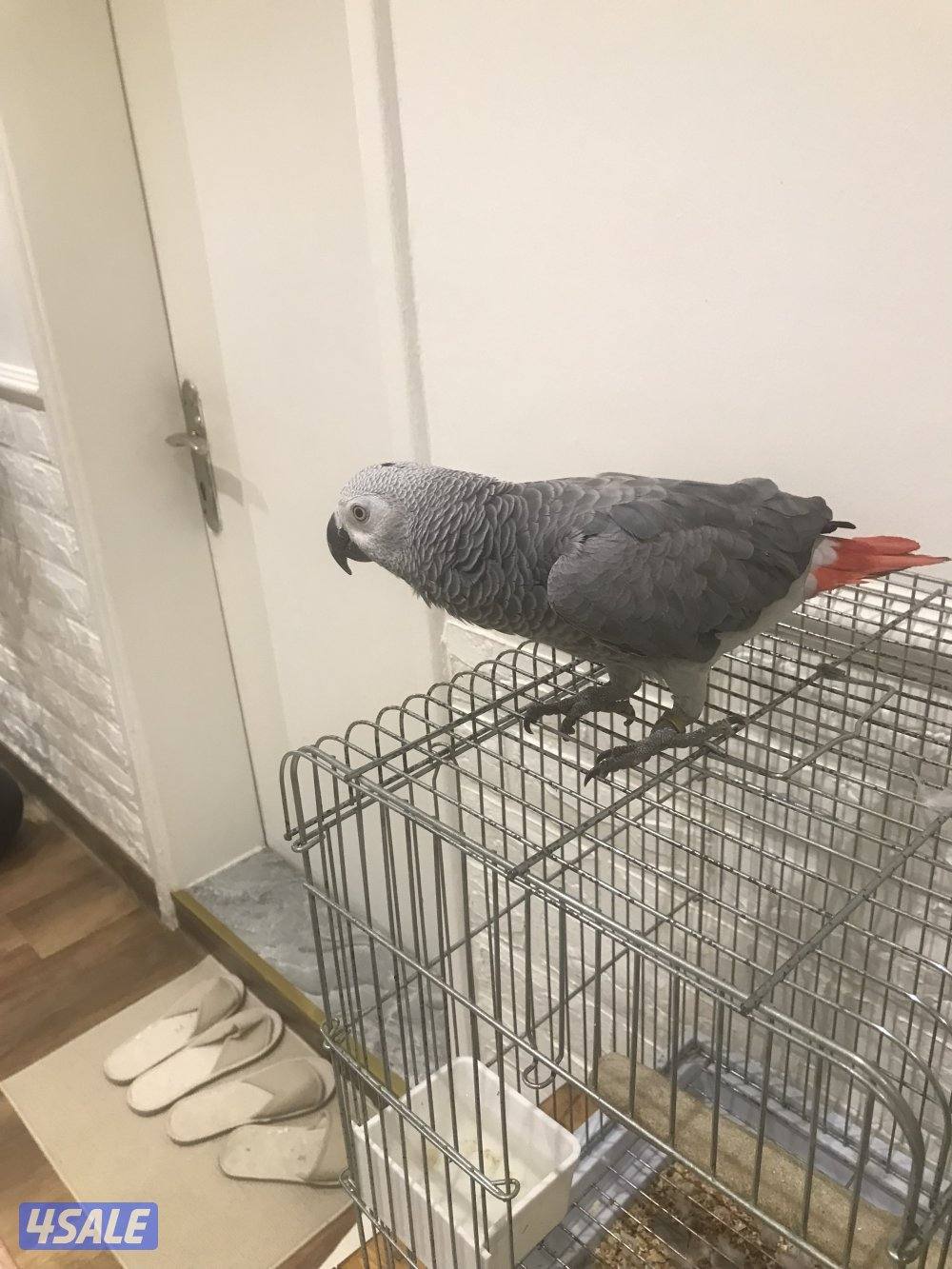 كاسكو هولندي  محيل صك جامبو يطلع من بره وداخل القفص والعمر تقريبن سنه0