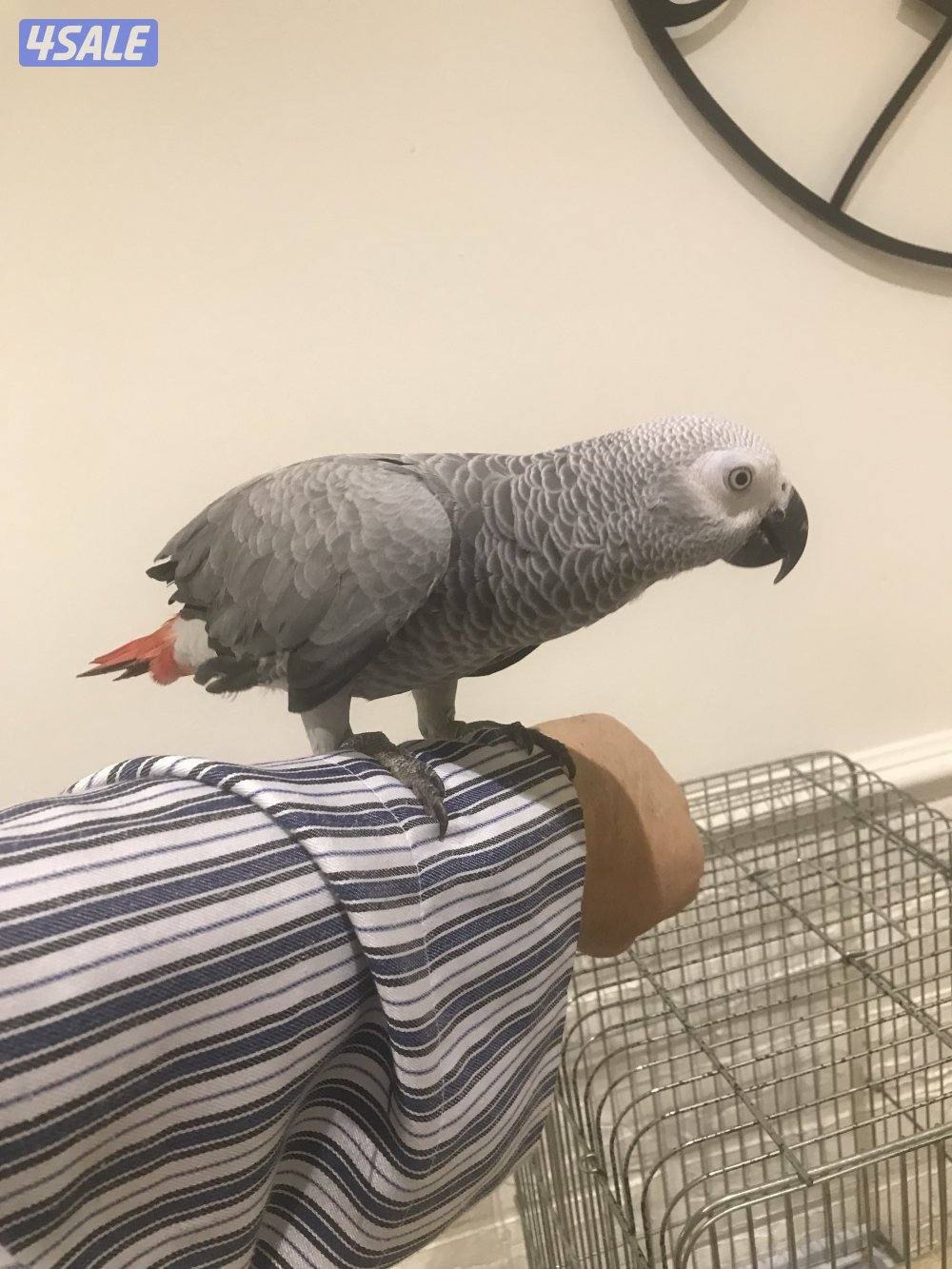 كاسكو هولندي  محيل صك جامبو يطلع من بره وداخل القفص والعمر تقريبن سنه1