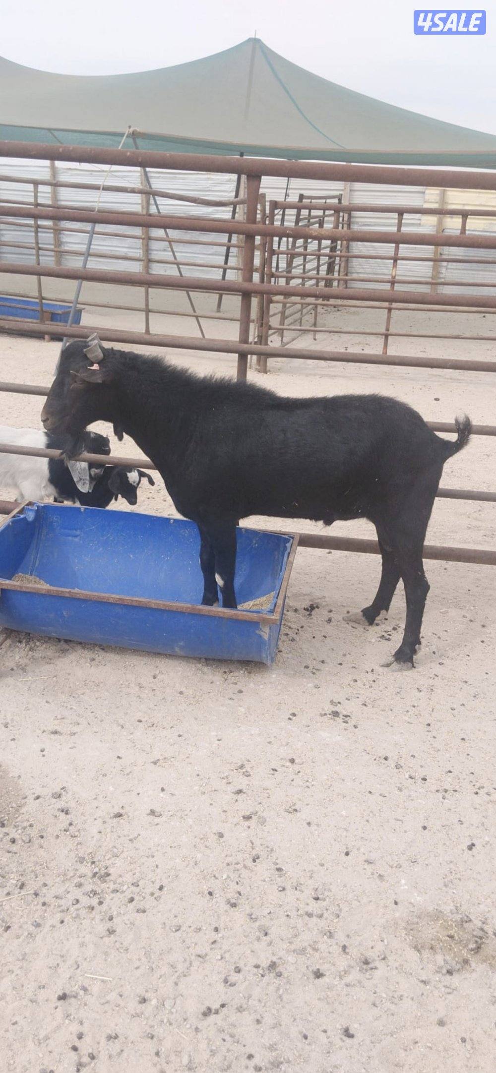 للبيع مورنسيانو مع انتاجه0