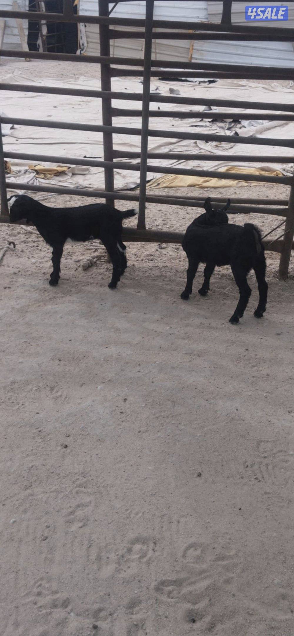 للبيع مورنسيانو مع انتاجه1