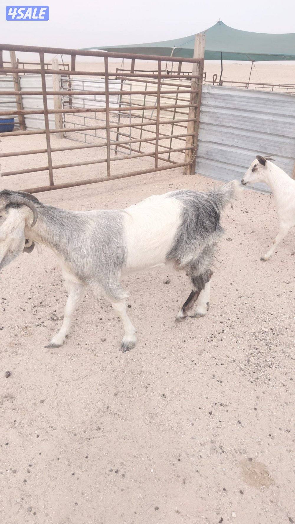 للبيع مورنسيانو مع انتاجه3