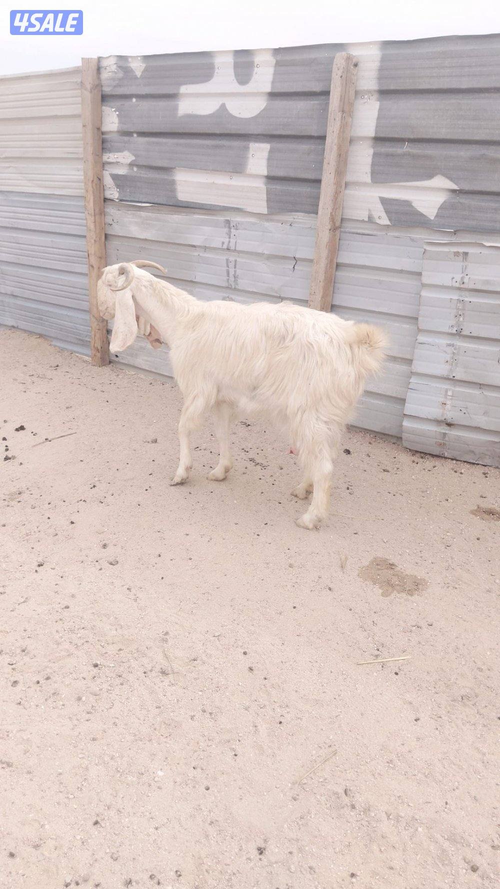 للبيع مورنسيانو مع انتاجه4