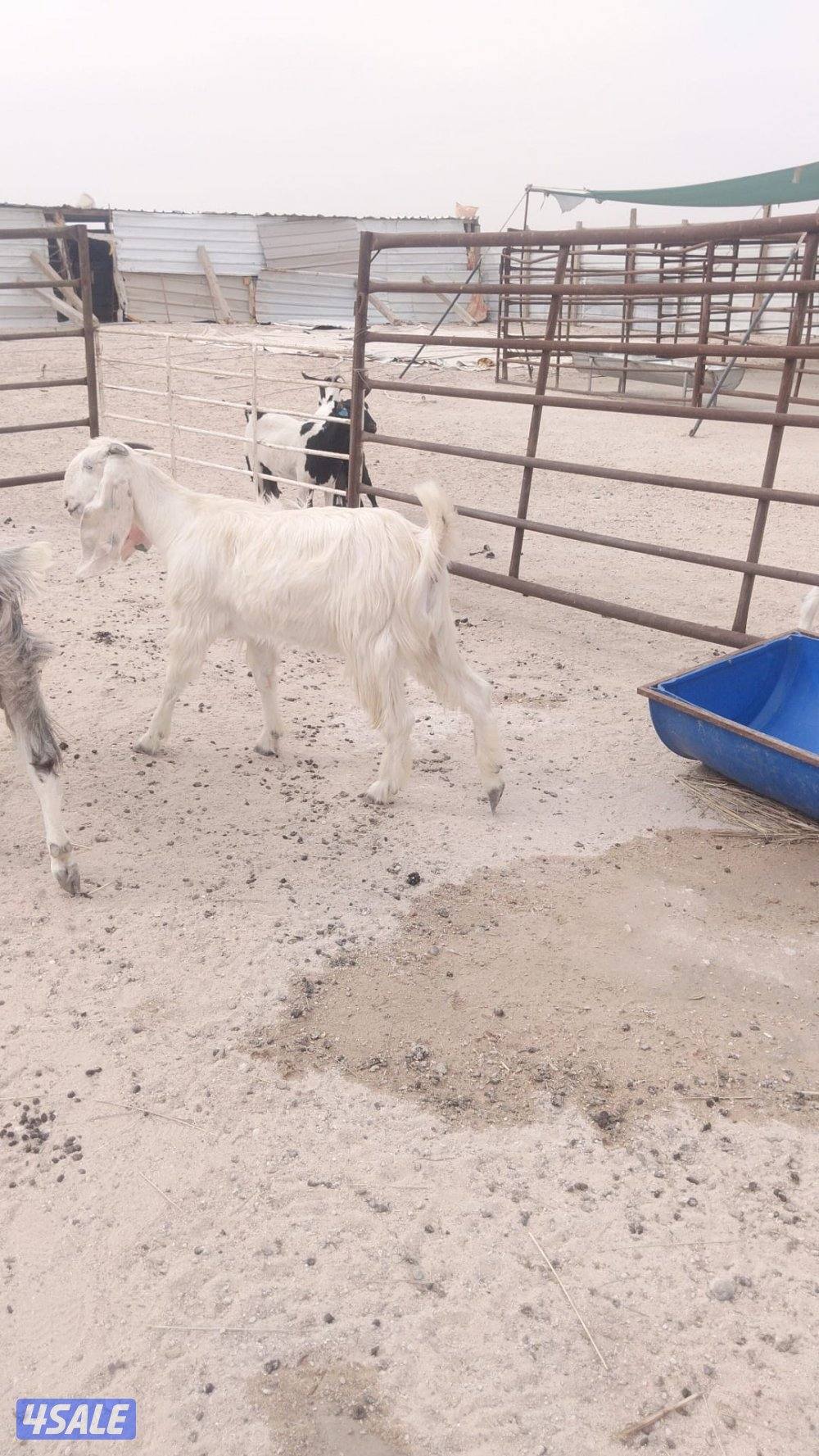 للبيع مورنسيانو مع انتاجه5