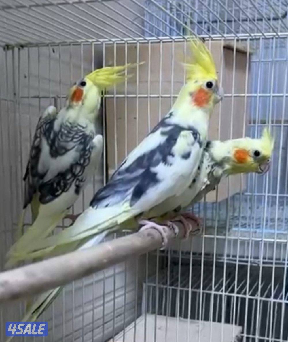 زوج كروان منتج  ذكر و نثيه و مع انتاج و صحتهم متازه0