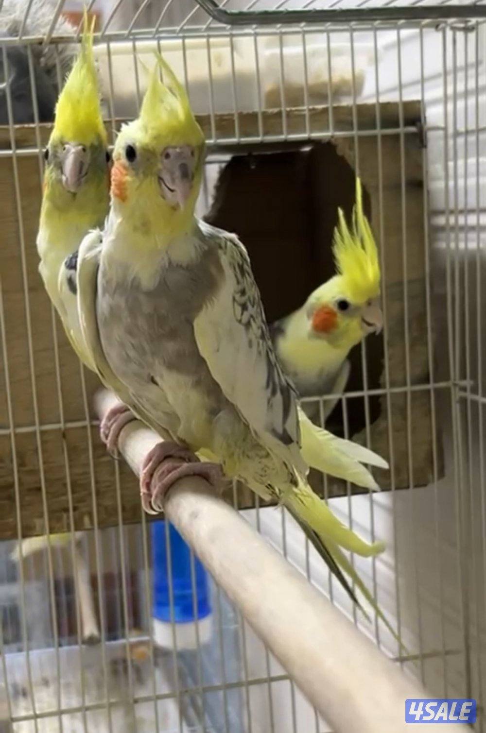 زوج كروان منتج  ذكر و نثيه و مع انتاج و صحتهم متازه2