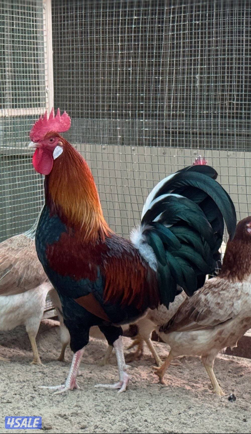 مجموعه ( كتاب العلوم)0