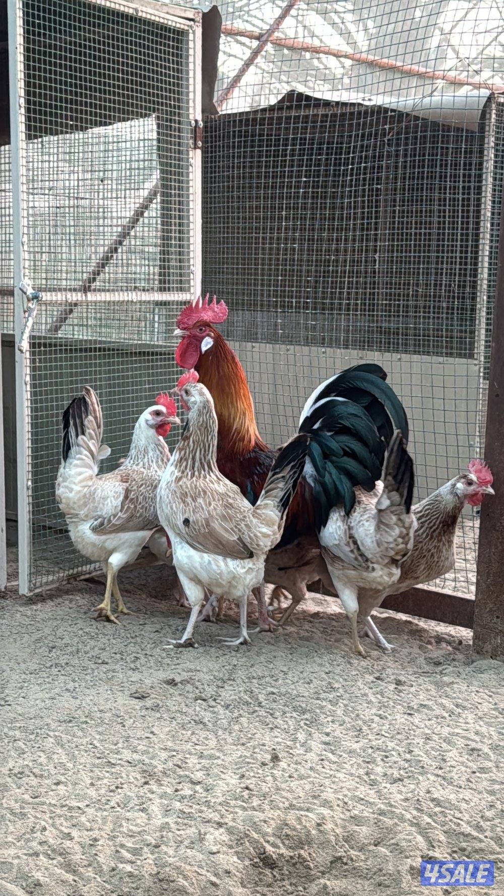 مجموعه ( كتاب العلوم)1