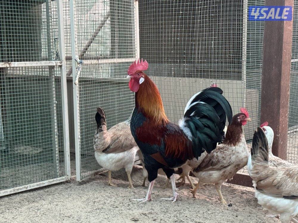 مجموعه ( كتاب العلوم)2