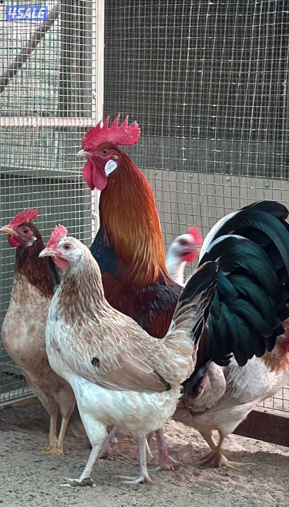 مجموعه ( كتاب العلوم)3