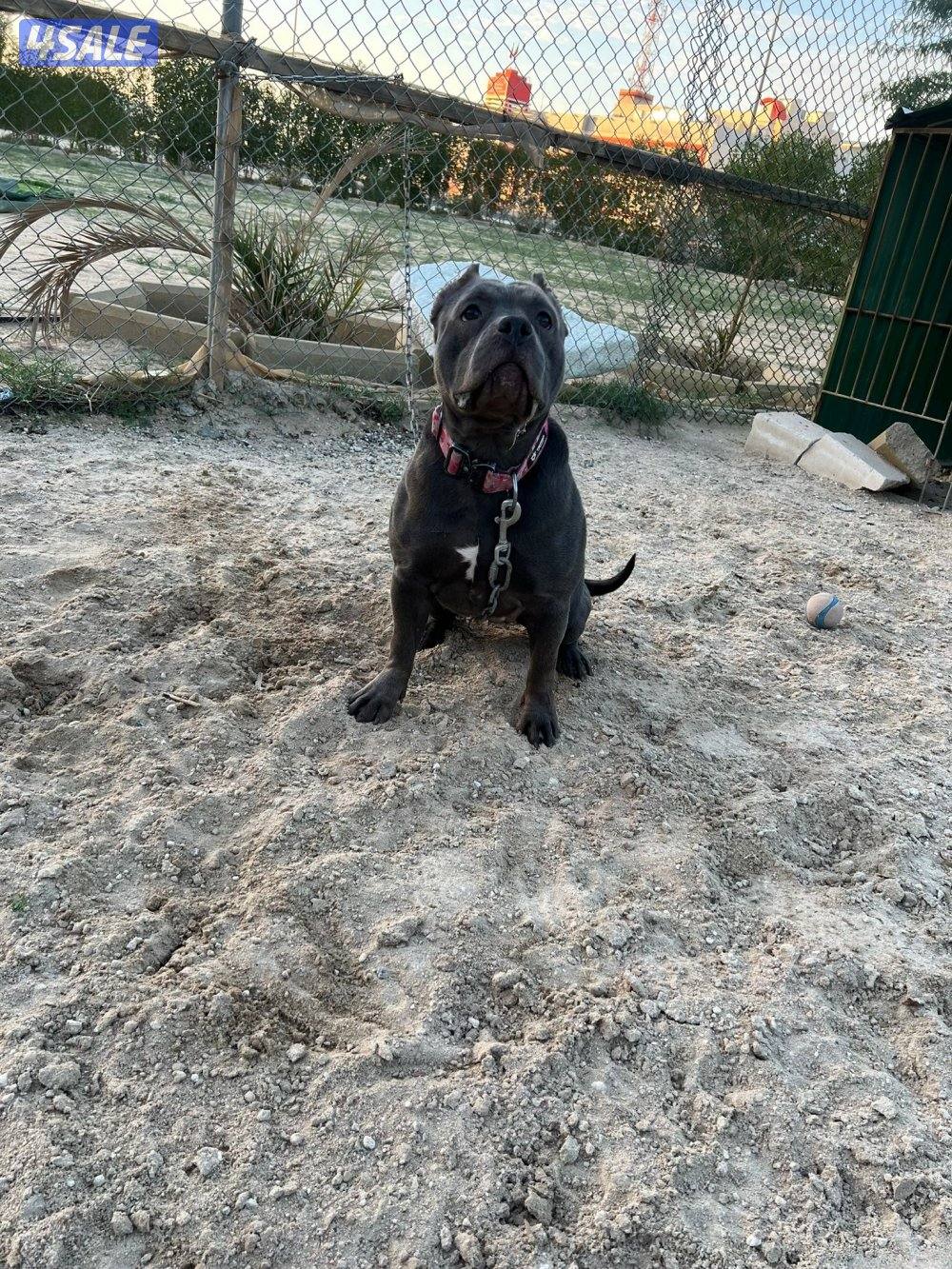 للبيع نثيه امريكن بولي0