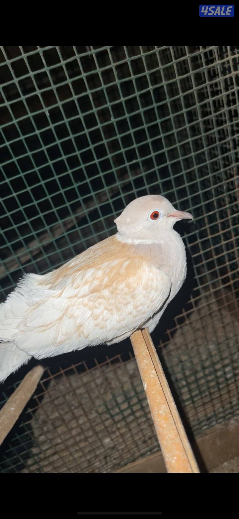 ياكريم مع إنتاجهم + ازواج حمام مع إنتاجهم1