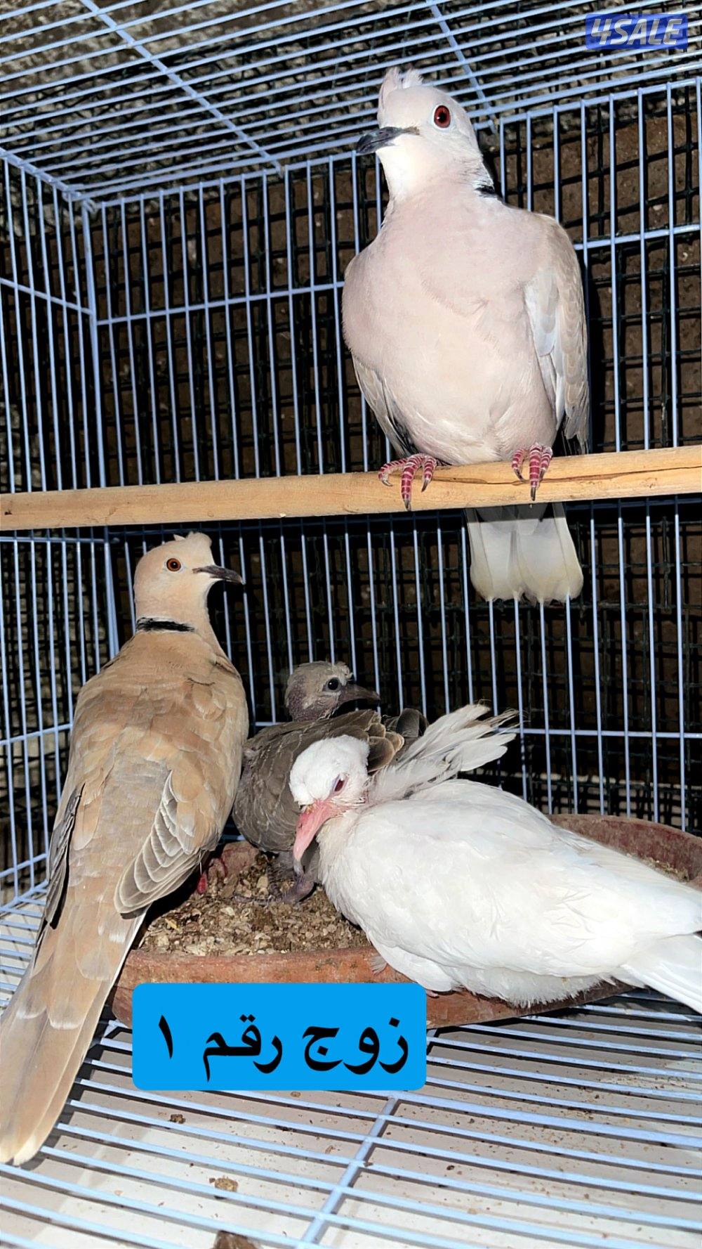 ياكريم مع إنتاجهم + ازواج حمام مع إنتاجهم3