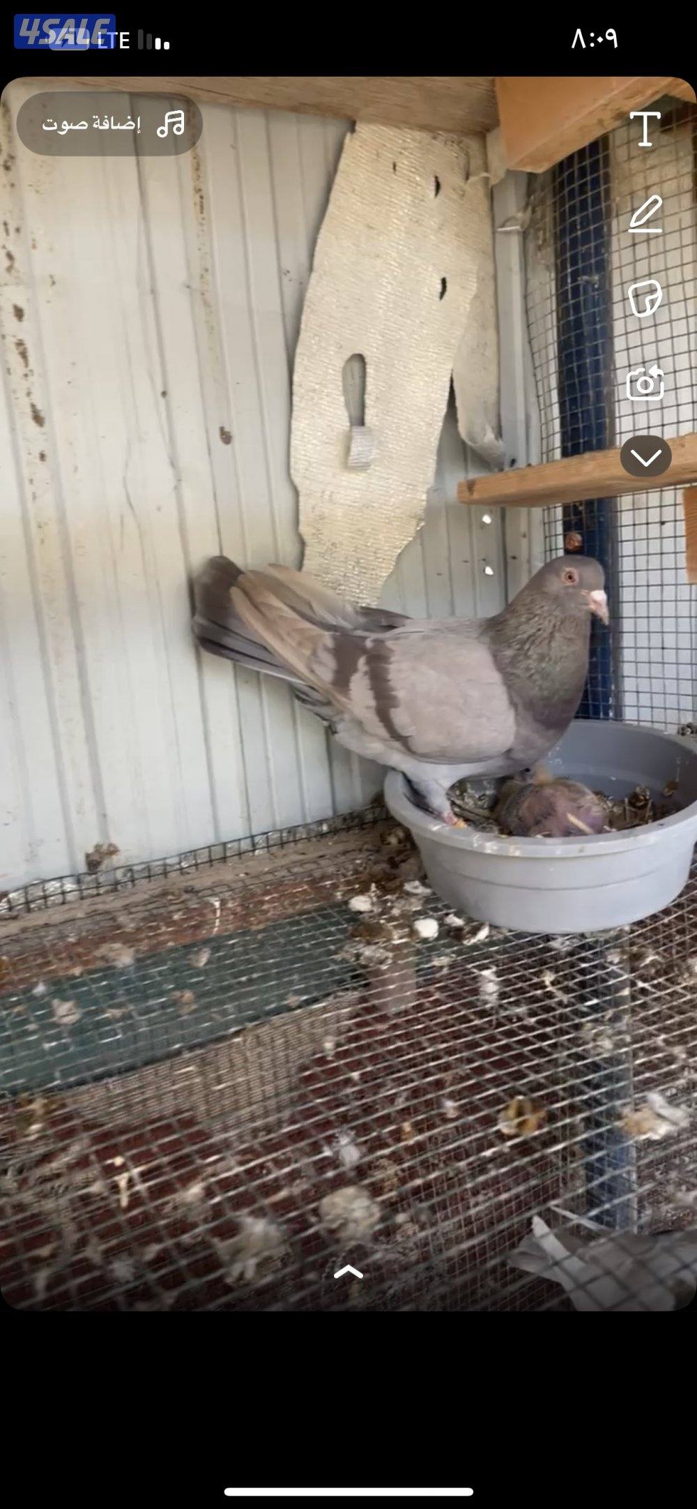 ياكريم مع إنتاجهم + ازواج حمام مع إنتاجهم6