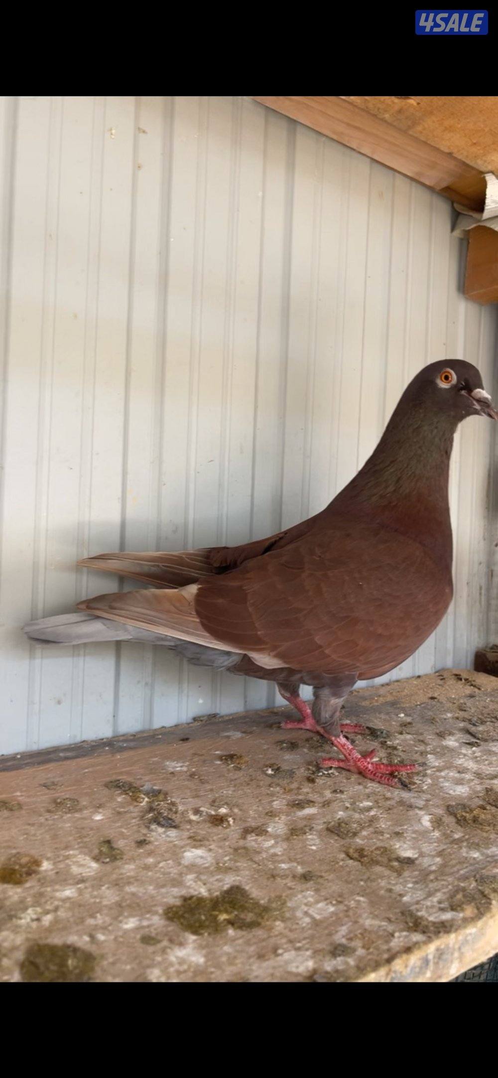 ياكريم مع إنتاجهم + ازواج حمام مع إنتاجهم10