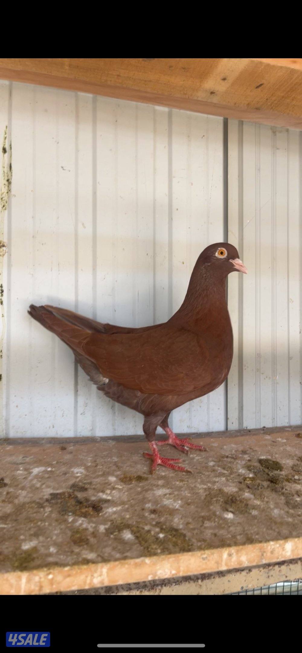 ياكريم مع إنتاجهم + ازواج حمام مع إنتاجهم11