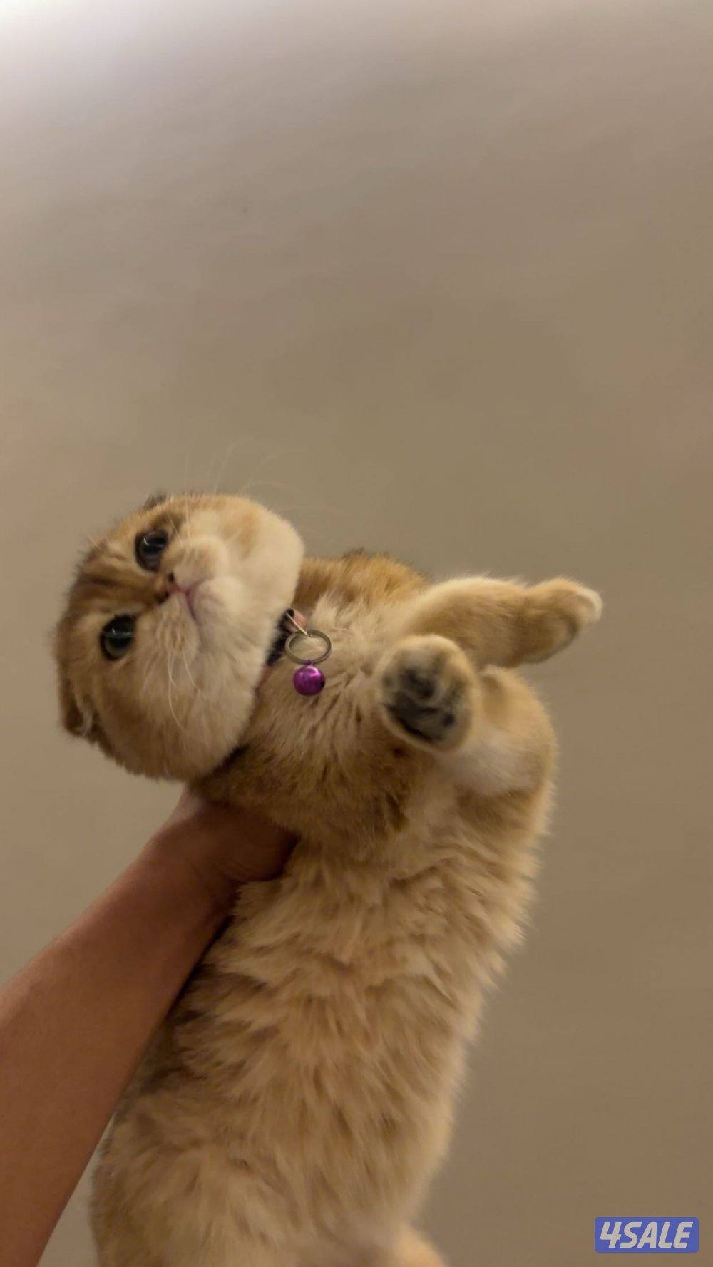 قط بريطاني قصير الشعر ny12😻1