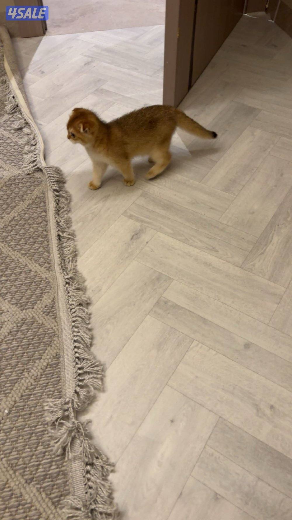 قط بريطاني قصير الشعر ny12😻2