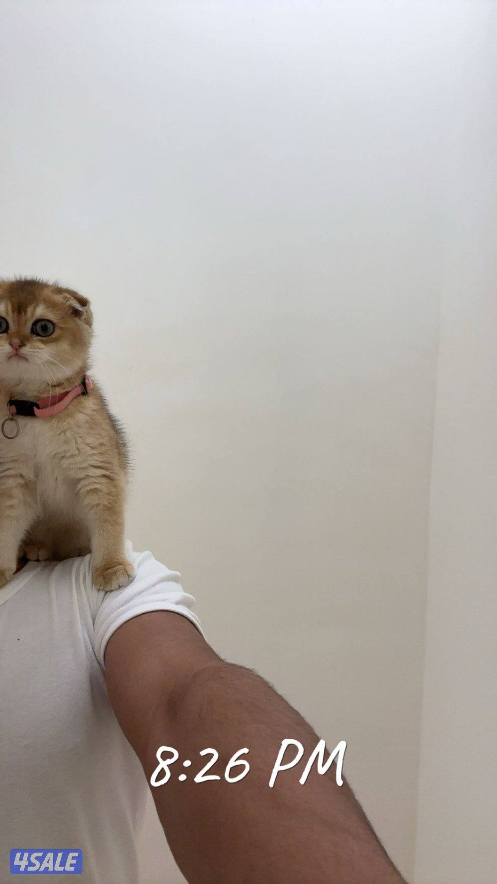 قط بريطاني قصير الشعر ny12😻3