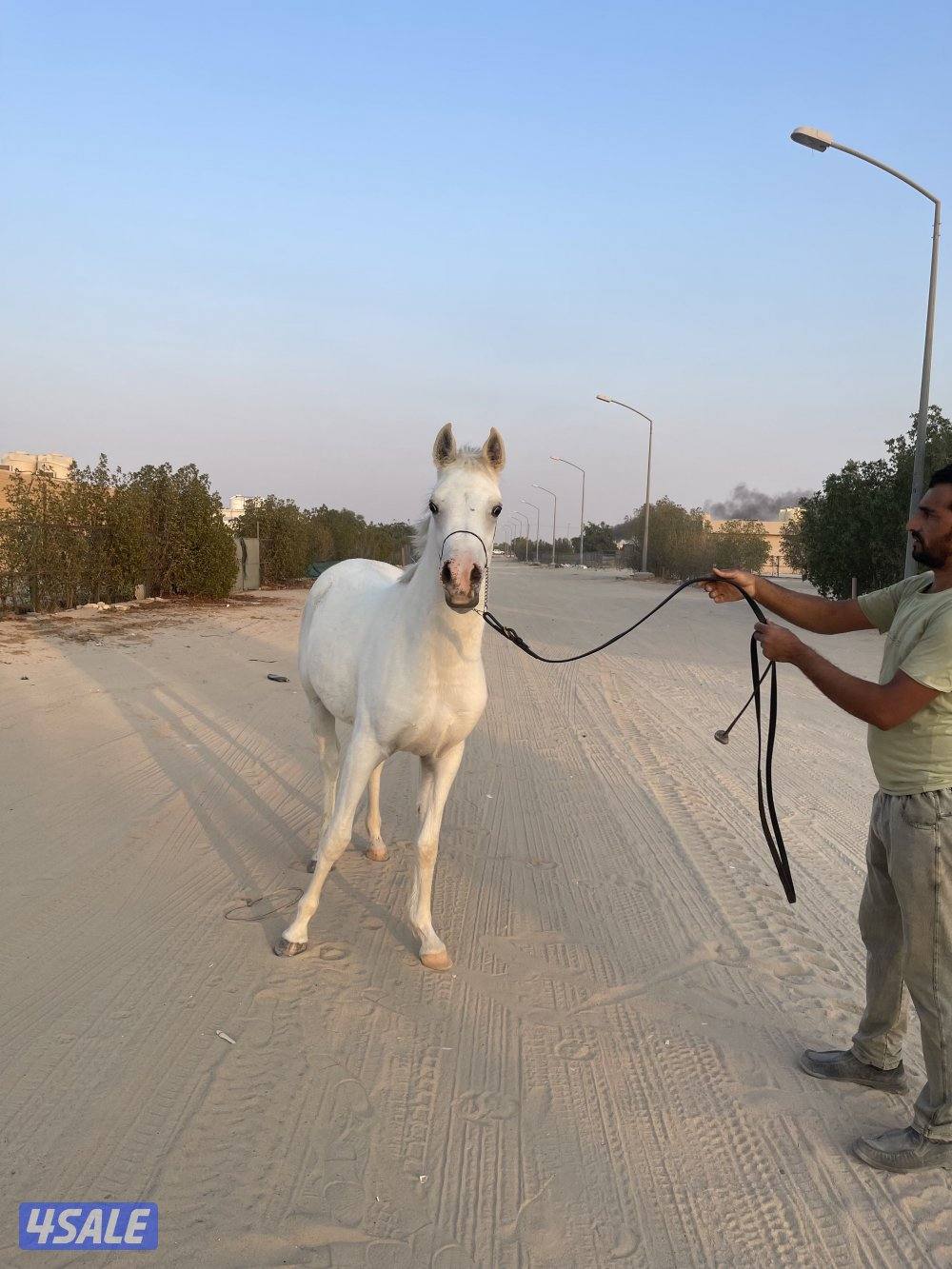 للبيع فلاوه عربية اعمار متفاوتة من سنة الى سنتين ونص0