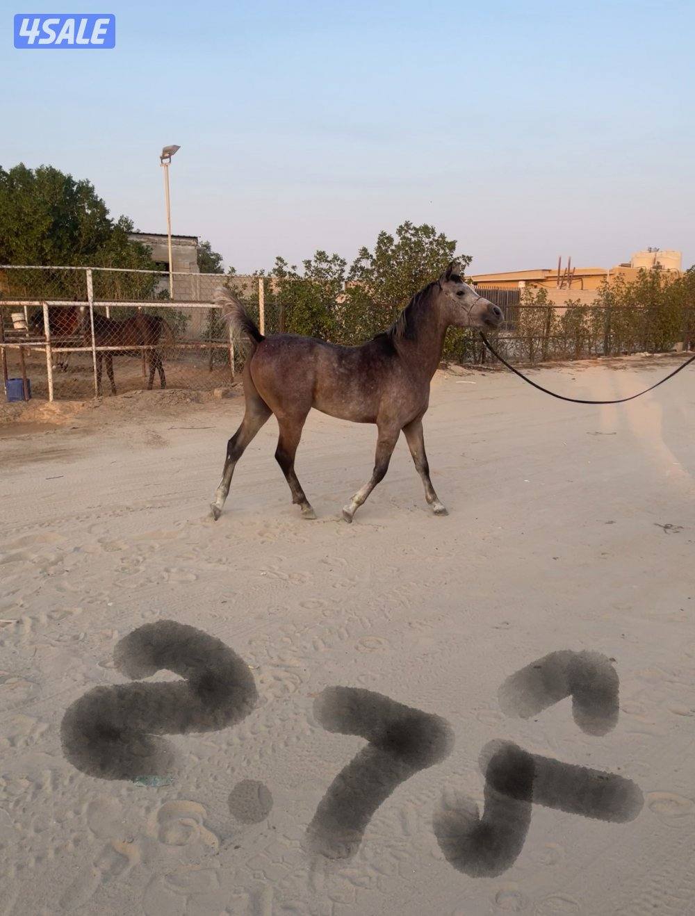 للبيع فلاوه عربية اعمار متفاوتة من سنة الى سنتين ونص2