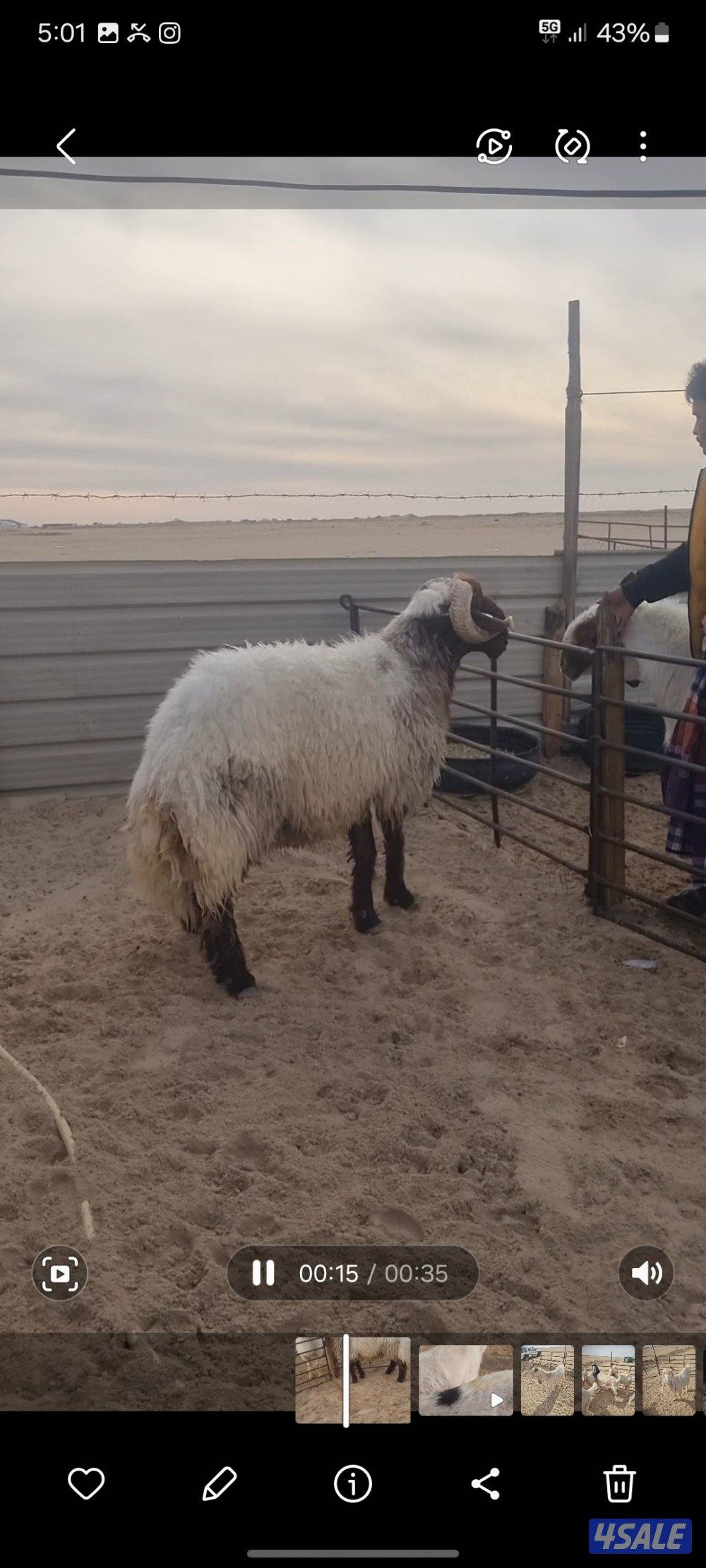 للبيع فحل نعيم شرط القريع0