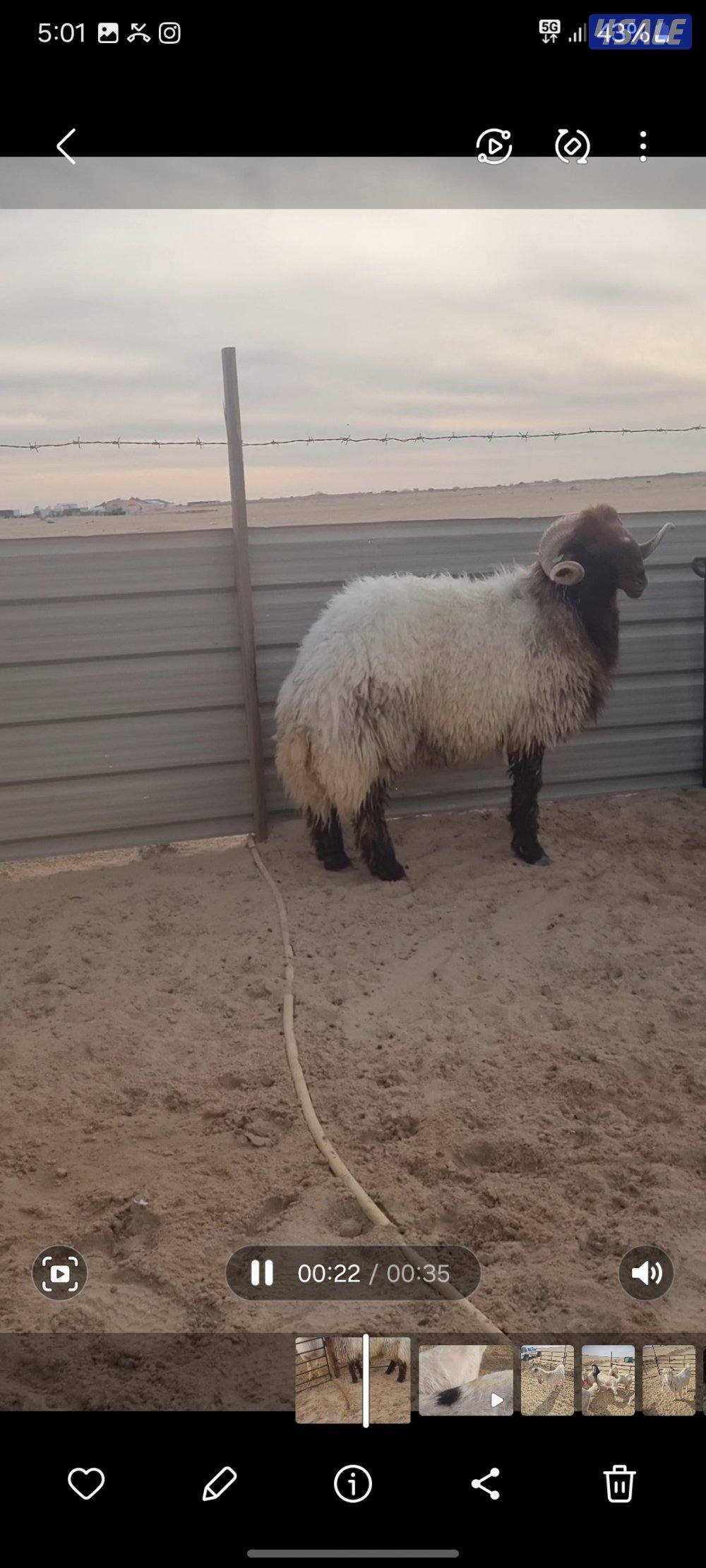 للبيع فحل نعيم شرط القريع1