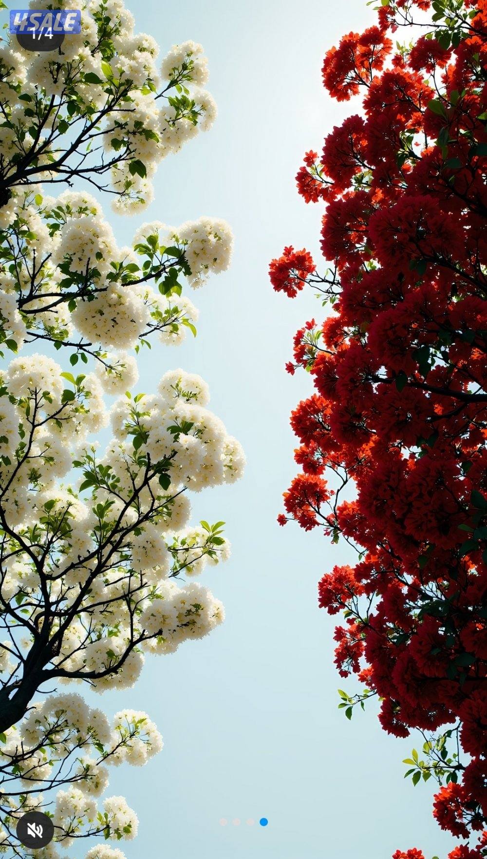 سوداني ابحث عن عمل0