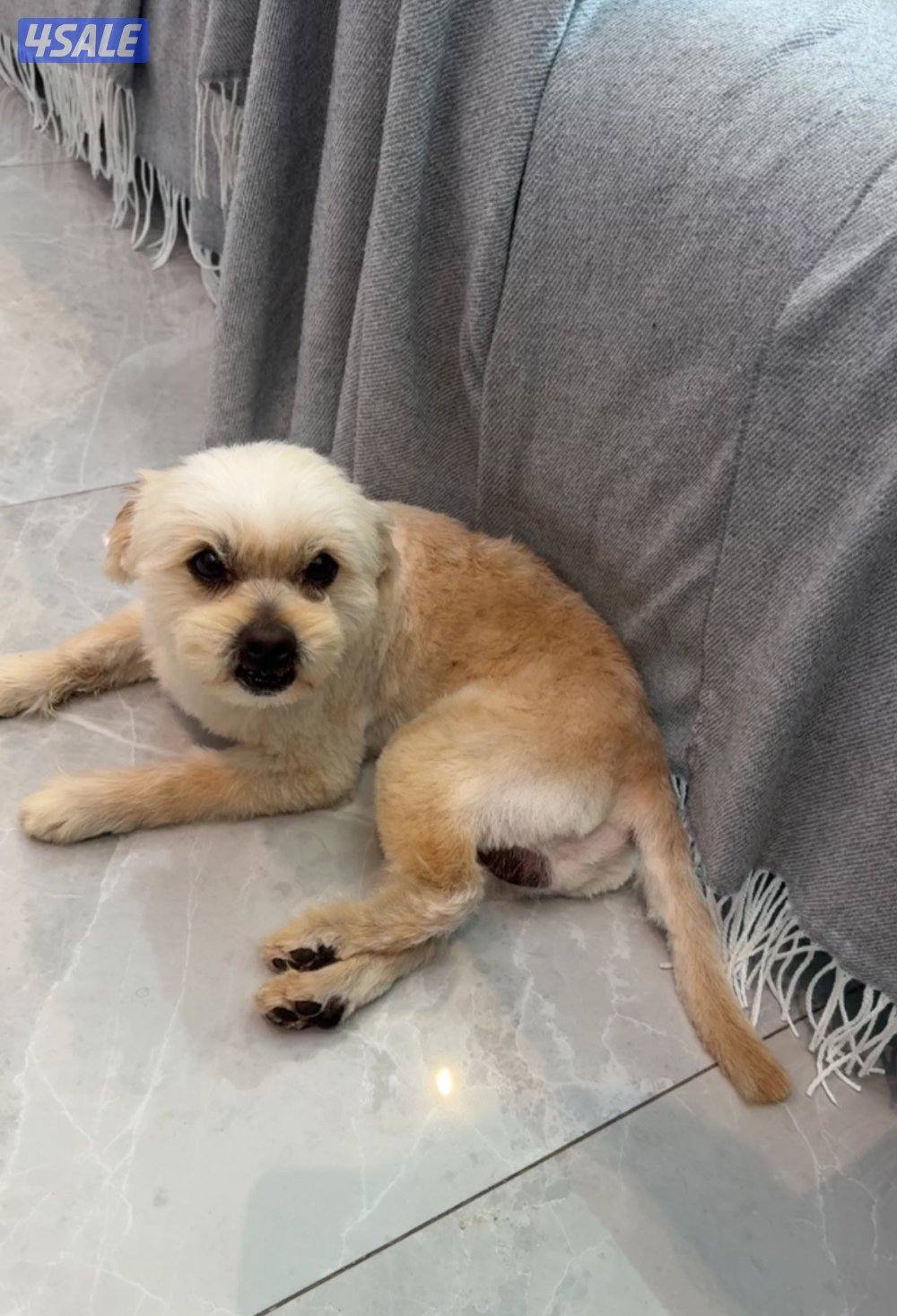 للبيع جلب شيه تزو ماخذ كل التطعيمات و صحته ممتازه و الدفتر ضايع0