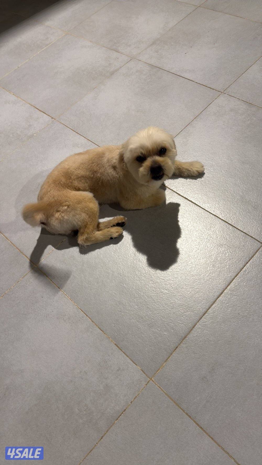 للبيع جلب شيه تزو ماخذ كل التطعيمات و صحته ممتازه و الدفتر ضايع1