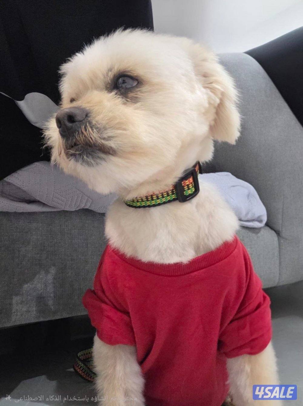 للبيع جلب شيه تزو ماخذ كل التطعيمات و صحته ممتازه و الدفتر ضايع3