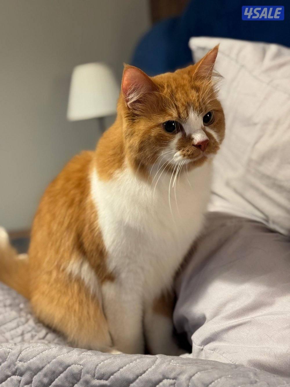 للتبني ثنيه1