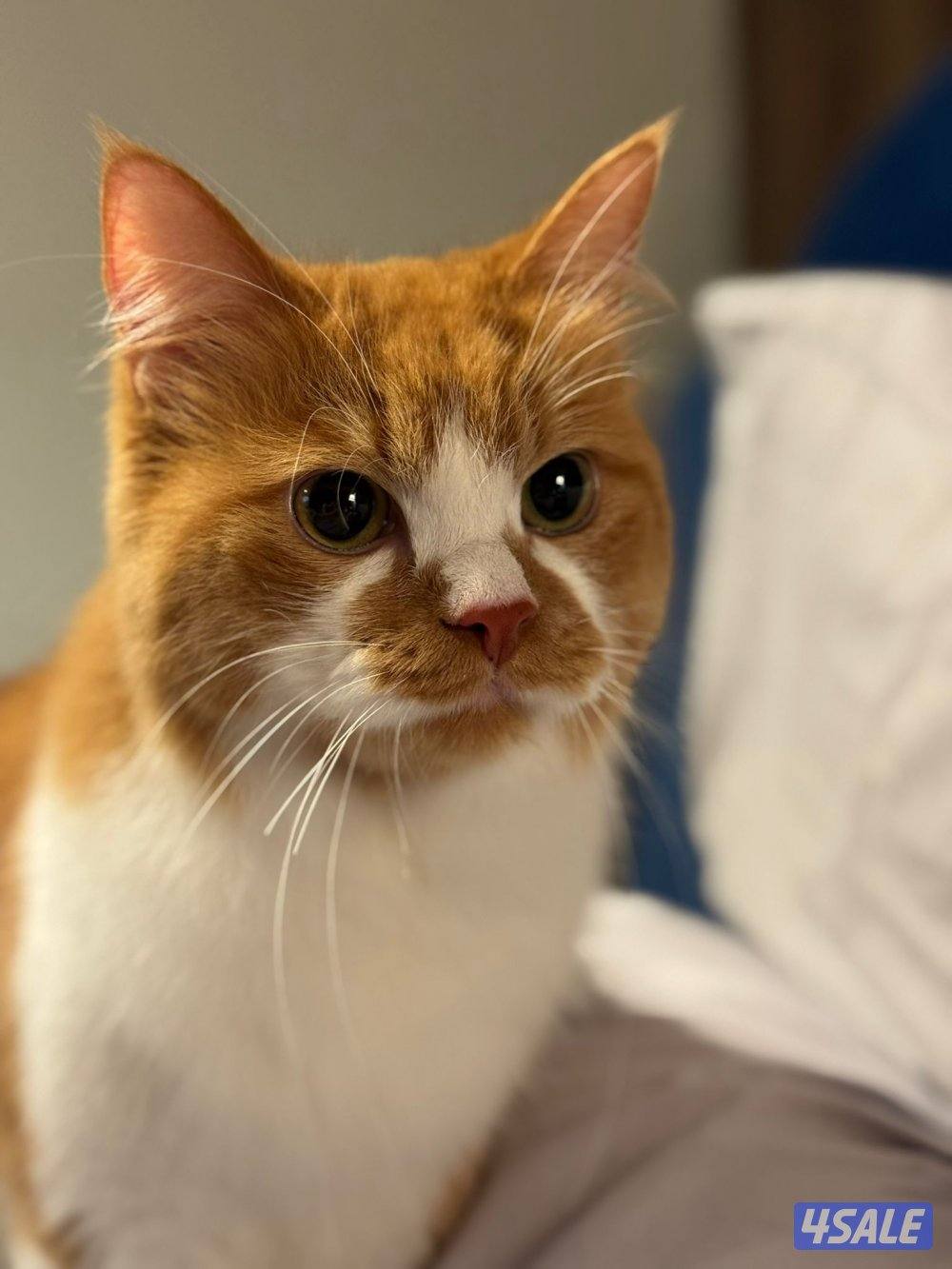 للتبني ثنيه2