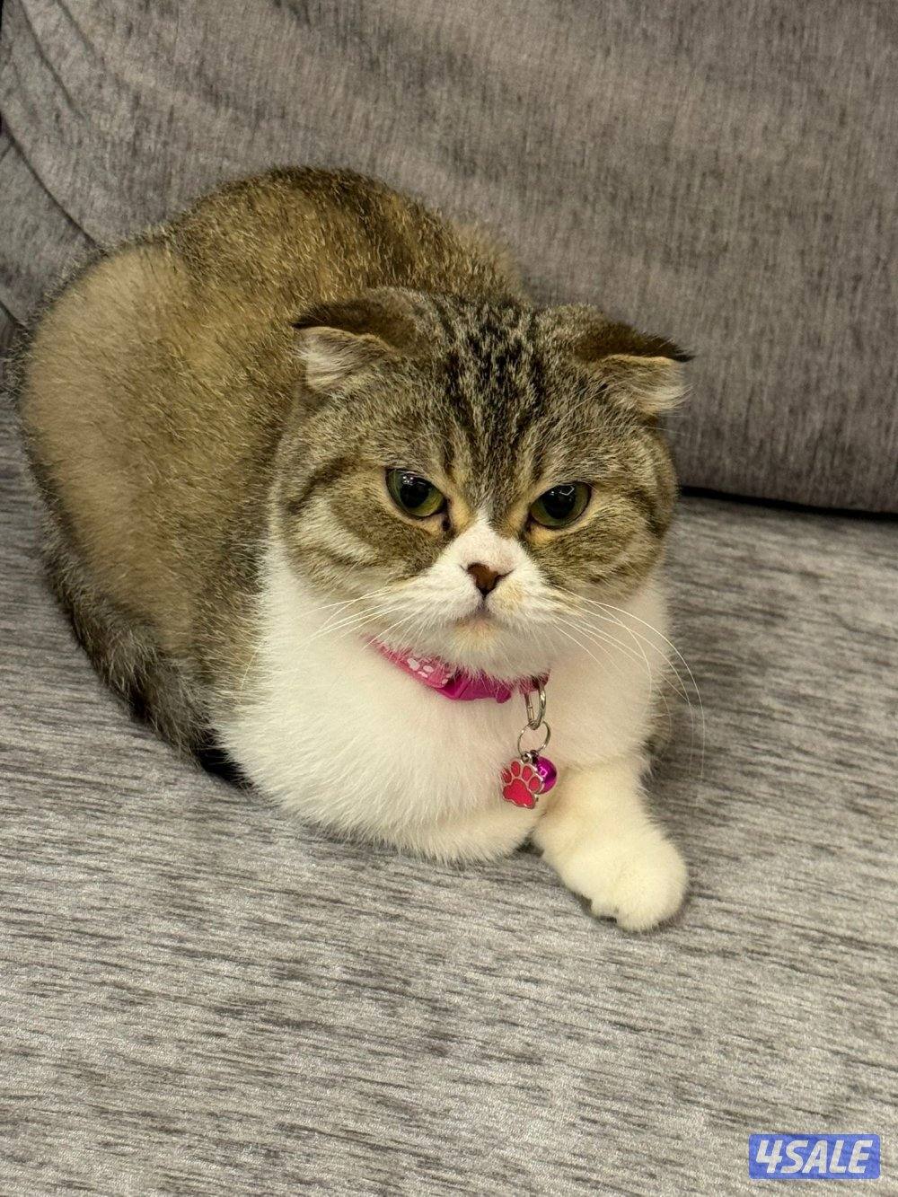 للتبني قطة0