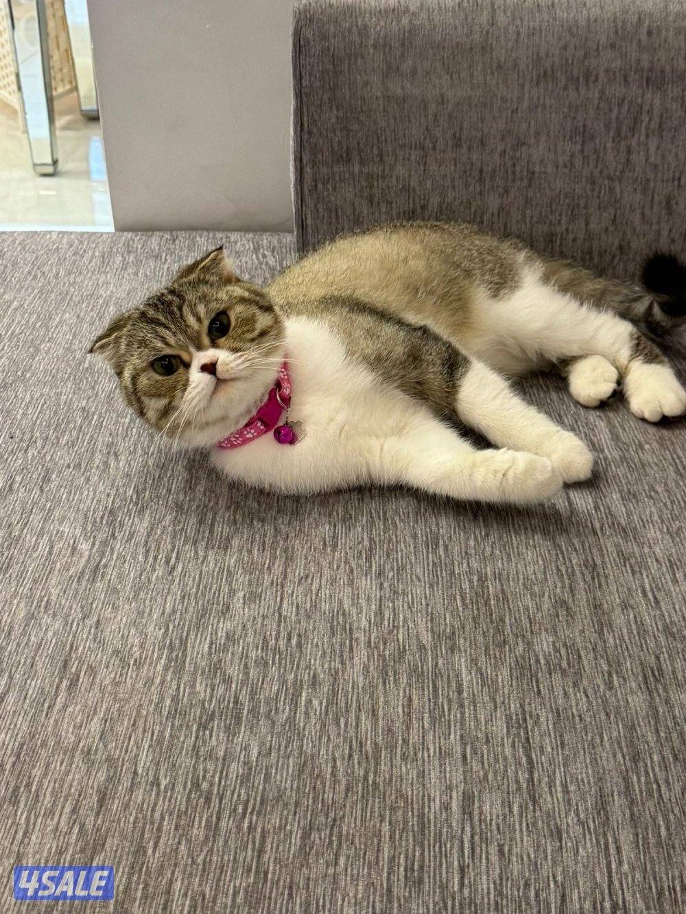 للتبني قطة1