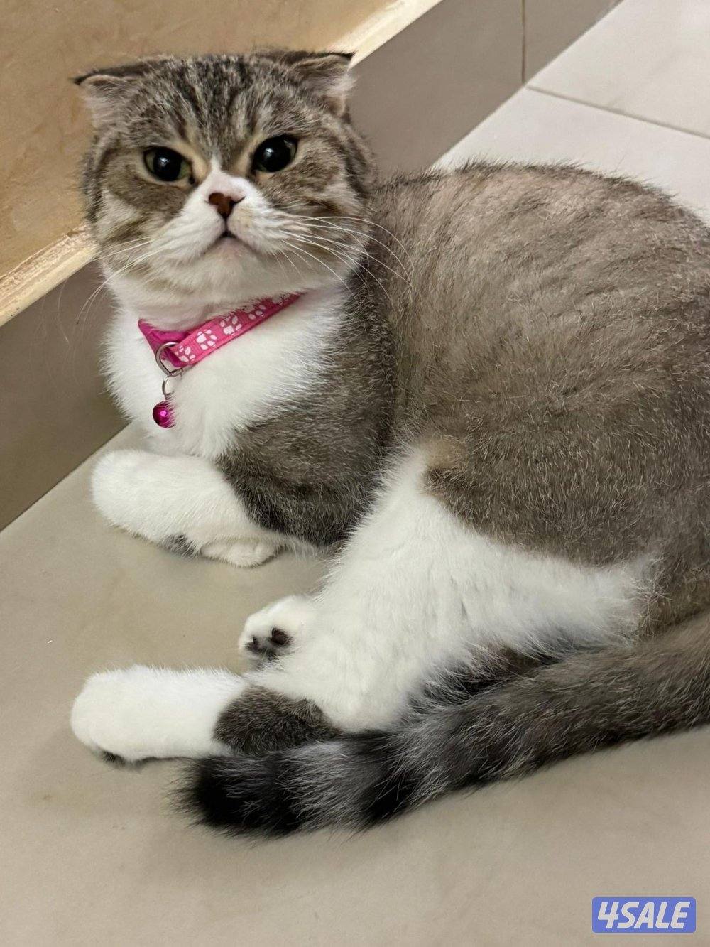 للتبني قطة2